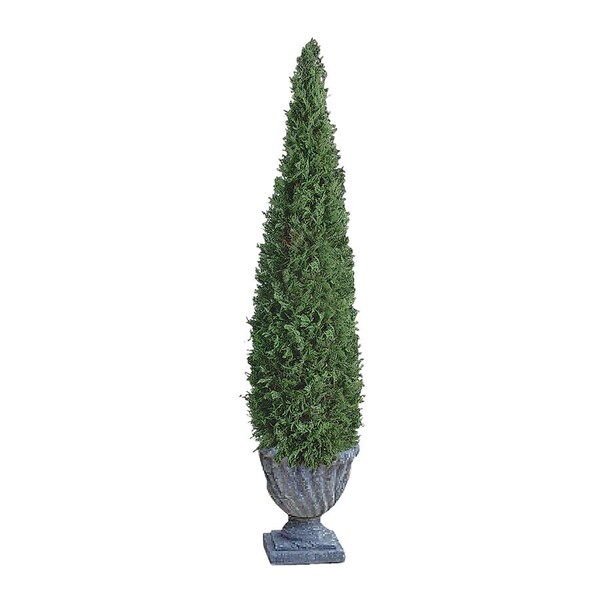 The Topiary Tree Collection: Large Cone